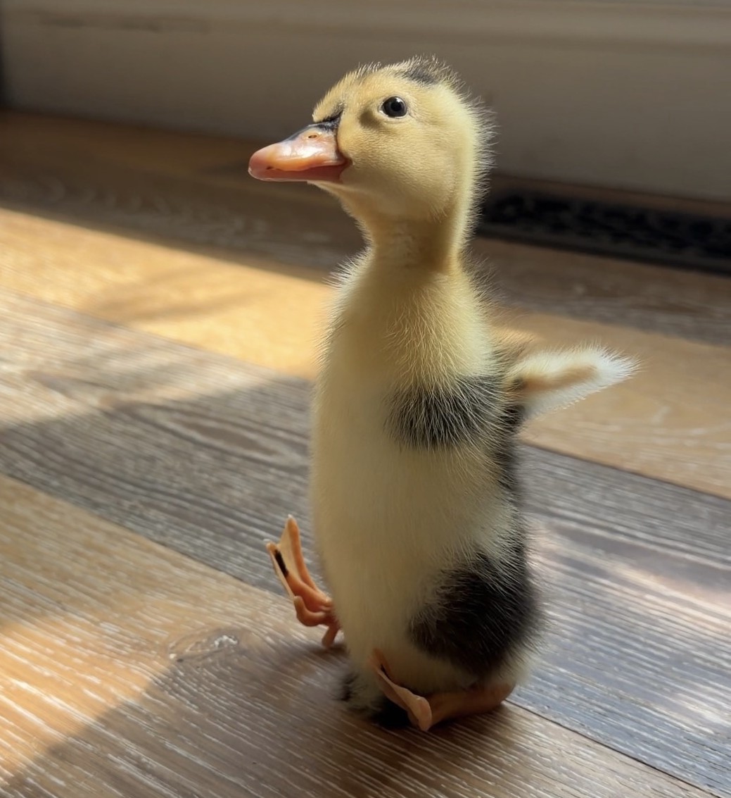 Dinky the Duckling Runner tweet media