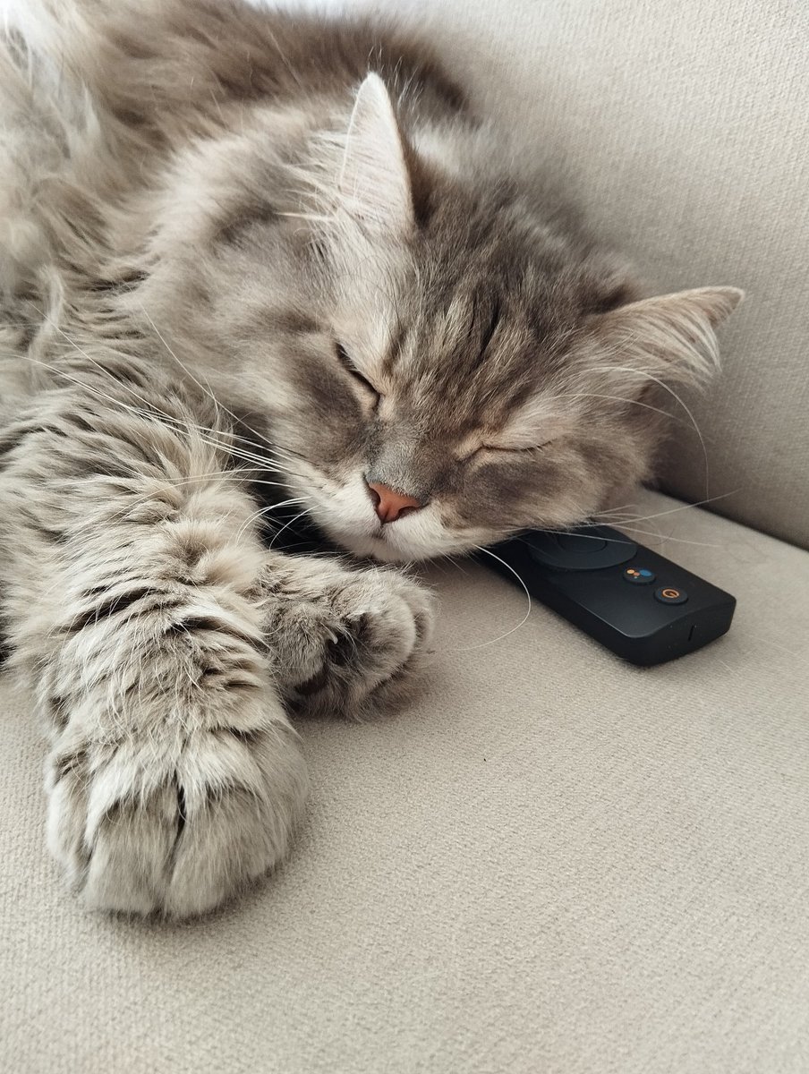 sebnemeris's tweet photo. Klasik ev erkeği ;şekerleme yapabilirim ama kumanda yine de benim :)
#jamescat https://t.co/pnEsViLDPb