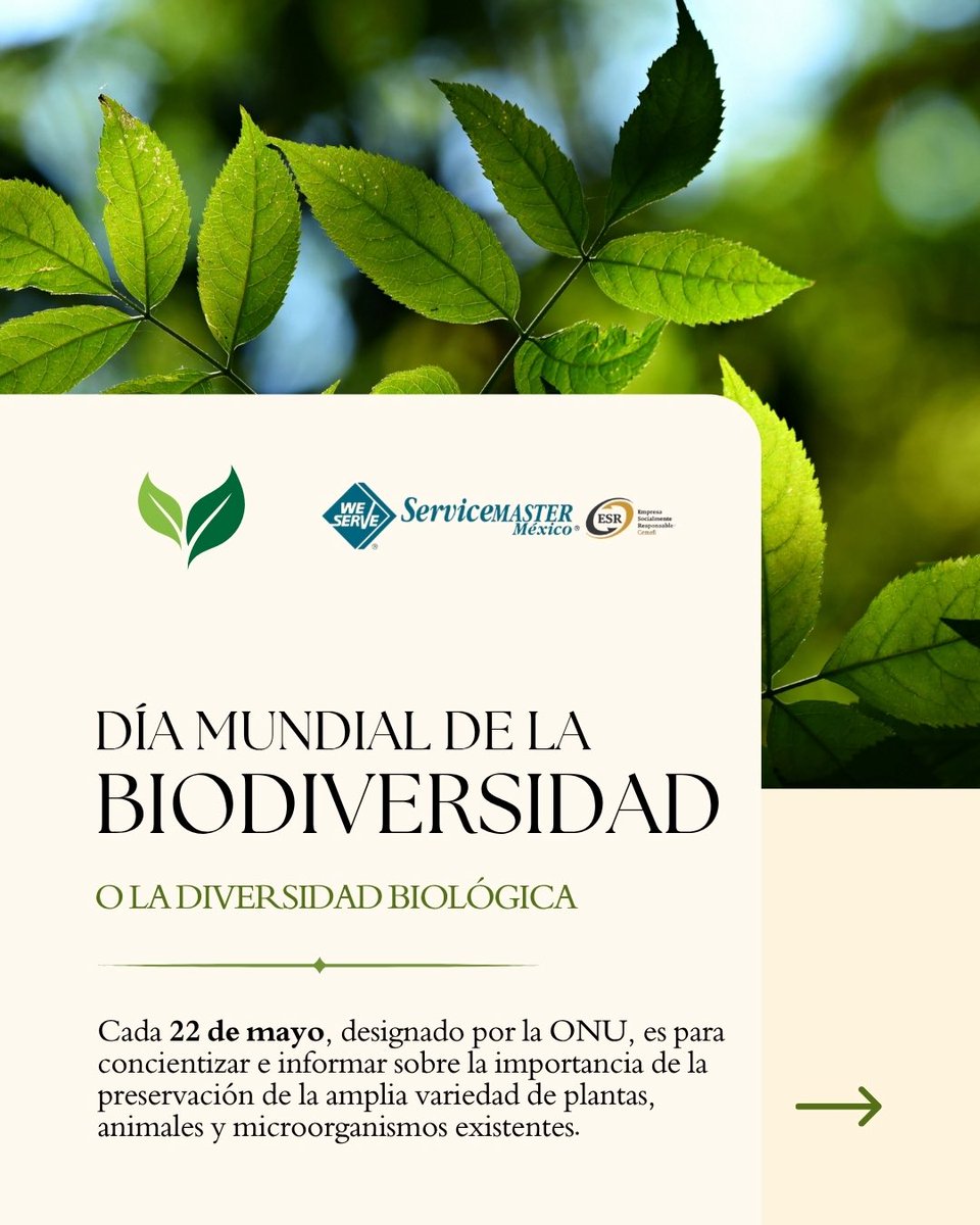 ServiceMasterM7's tweet photo. La riqueza de nuestro planeta está en su diversidad. 🌍🌿 En el #DíaMundialDeLaBiodiversidad, como empresa #ESR, asumimos el compromiso de proteger el entorno utilizando insumos biodegradables y reduciendo nuestra huella ecológica.📉💚

#Sustentabilidad #Biodiversidad #EcoFriendy https://t.co/61XaK3VNBf