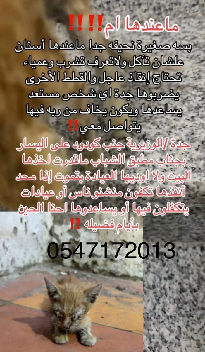 🌺 Ahlam AL Refae tweet media