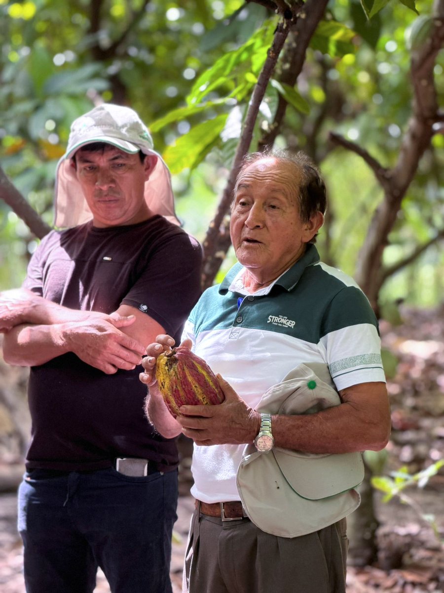 PROGRESO3's tweet photo. En el marco del proyectoCacao Amazonas, se desarrolló en las instalaciones de la Cooperativa CEPROAA, el primer taller de capacitación dirigido a productores de CEPROAA y Norandino (Zonal 5 Ríos).🤩
📍Proyecto Cacao Amazonas, ejecutado por PROGRESO y financiado por Fondoempleo. https://t.co/3vNywutmxB
