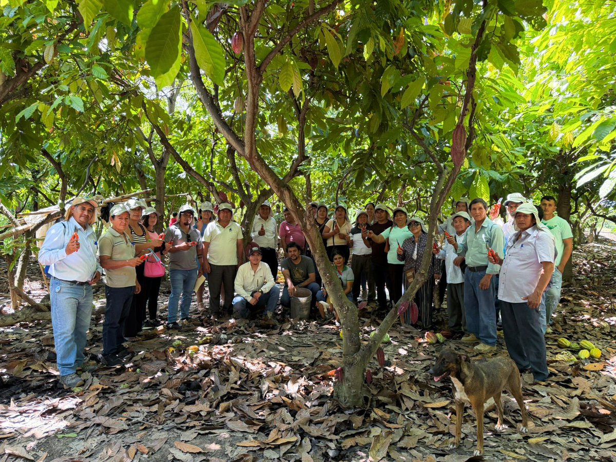 PROGRESO3's tweet photo. En el marco del proyectoCacao Amazonas, se desarrolló en las instalaciones de la Cooperativa CEPROAA, el primer taller de capacitación dirigido a productores de CEPROAA y Norandino (Zonal 5 Ríos).🤩
📍Proyecto Cacao Amazonas, ejecutado por PROGRESO y financiado por Fondoempleo. https://t.co/3vNywutmxB