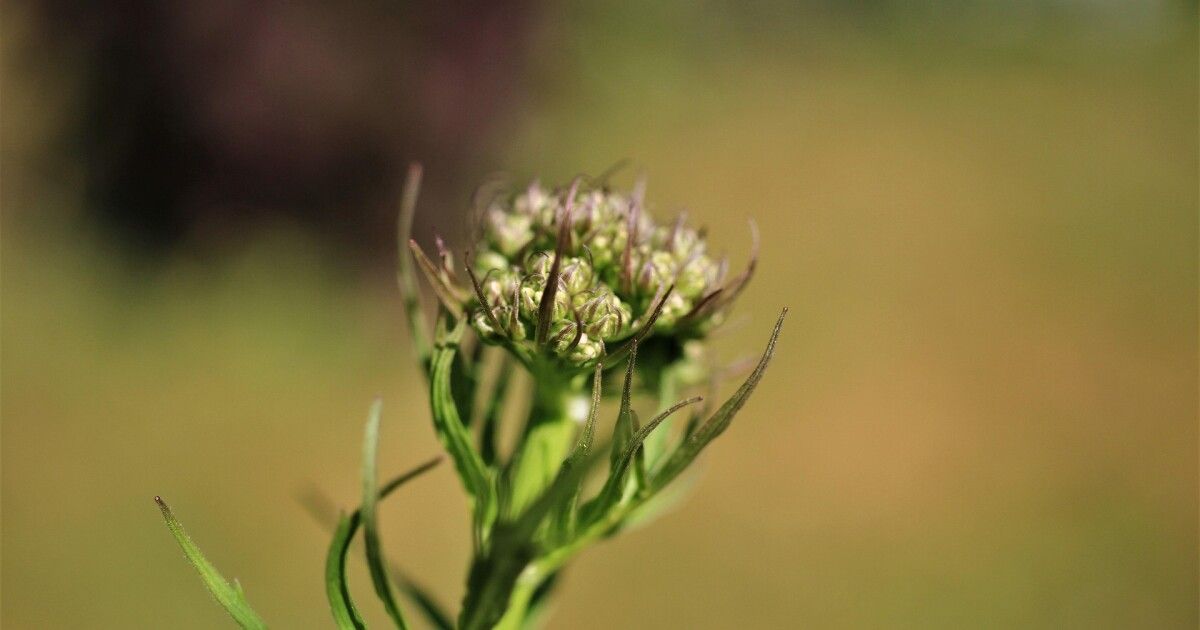 ShakespeareRes's tweet photo. Eating the Past: Shakespeare's women and herbs
https://t.co/oltOeniwgZ

This episode concludes a discussion with Shakespearean scholar Phebe Jensen by focusing on herbal medicines related to women's health. https://t.co/iO4O1NYGqA