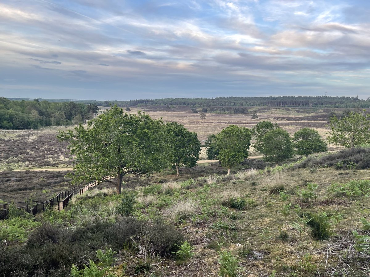 NeilBurt5's tweet photo. @AlPavey Yes, Norfolk/Suffolk/Lincolnshire was great again. 2 male Nightjars chasing each other, roding Woodcock, Tree Pipit, 4 Stone Curlews, Spotted Flycatcher, pair of Ospreys, Temminck’s &amp; Little Stints plus Curlew Sandpiper at Frampton Marshes, lots of Little Terns… fab week… https://t.co/irhh1yppkb