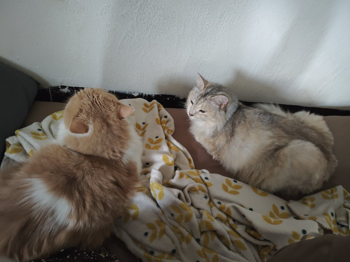 Mocca & M Family 🐱 tweet media