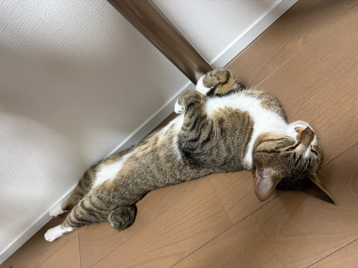 mfmf07721671's tweet photo. 寝ようとしたら隔離部屋でドッタンバッタン言ってるので覗いたらフードと水と居住用のダンボールがひっくり返ってて今日もカオスに

片付け終わって猫を戻そうとしたらこれ https://t.co/vxJ4ErHCSa