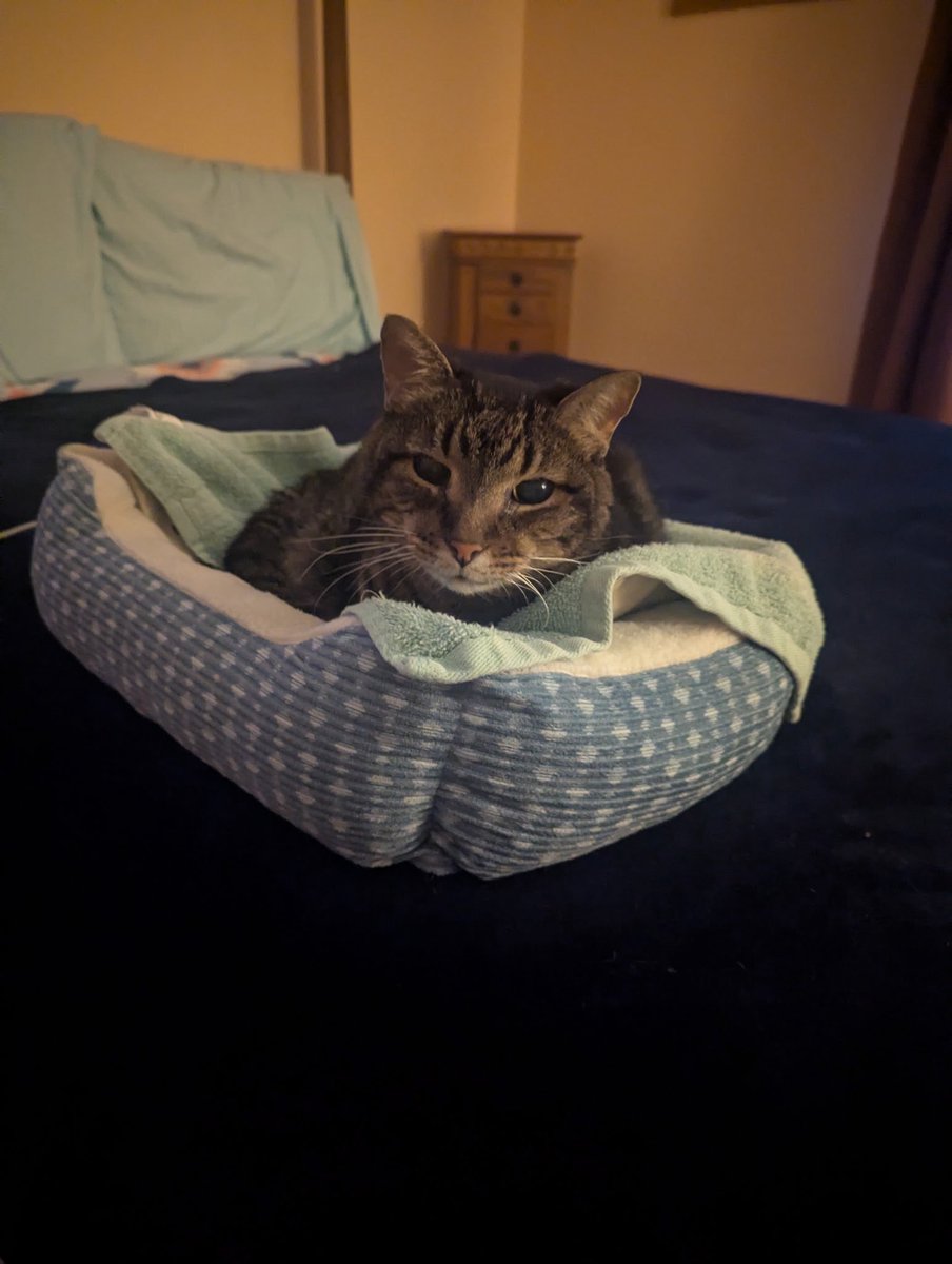 tabby tweet media