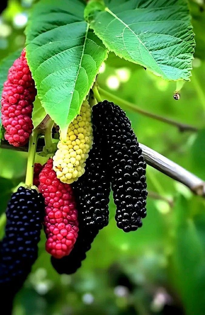 FruitfulPuzzles tweet media