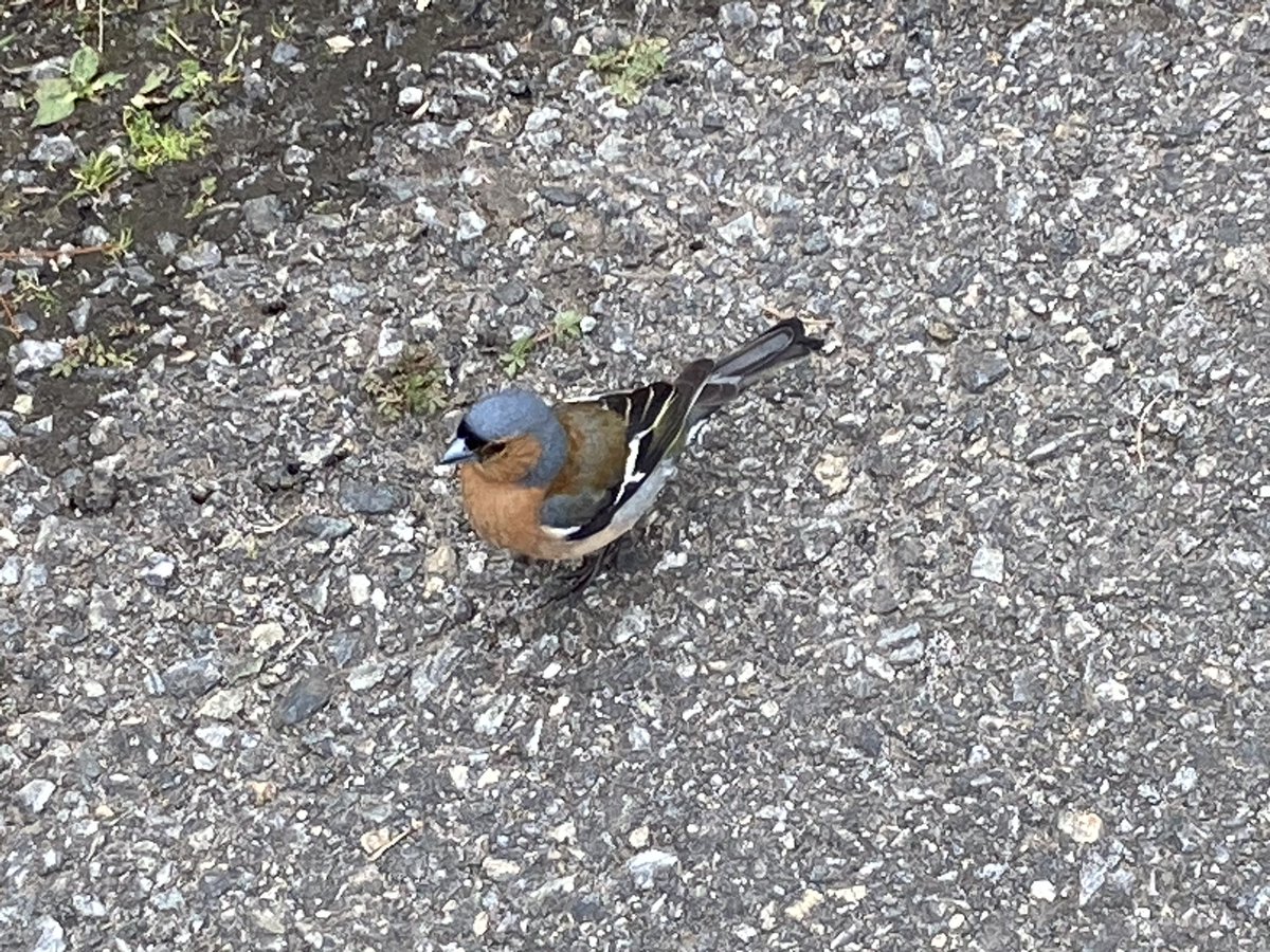 EdinBirdwatcher's tweet photo. Friendly Chaffinch at the car park and two Herons on my walk at Loch Eynort, heard a Cuckoo in the distance. https://t.co/NCc8tWdOOw
