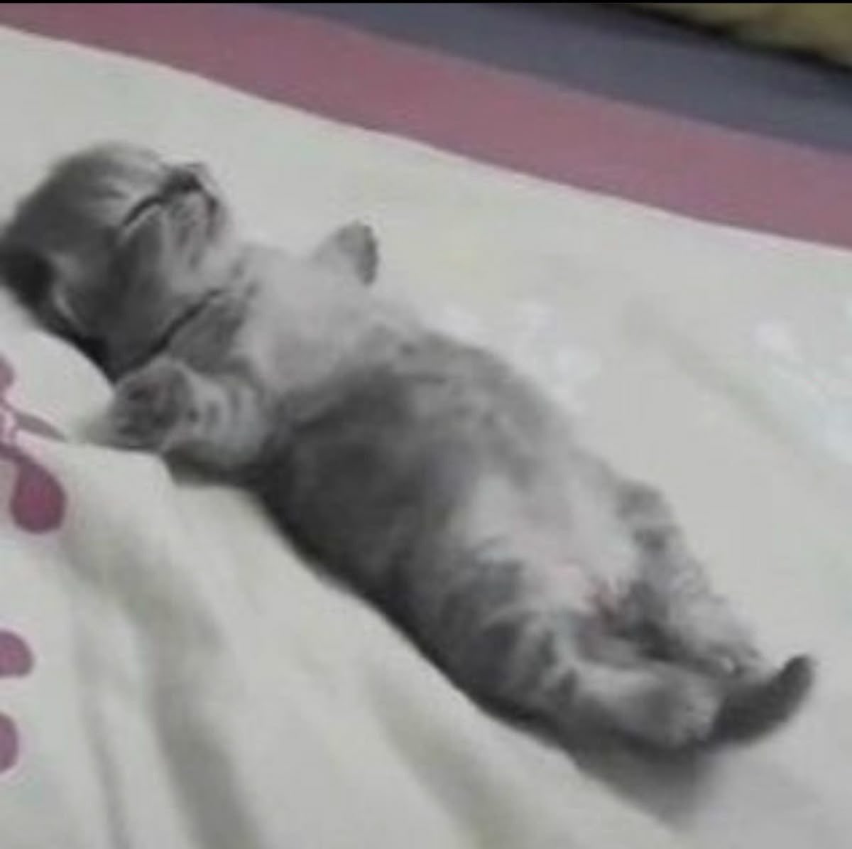 miau tweet media
