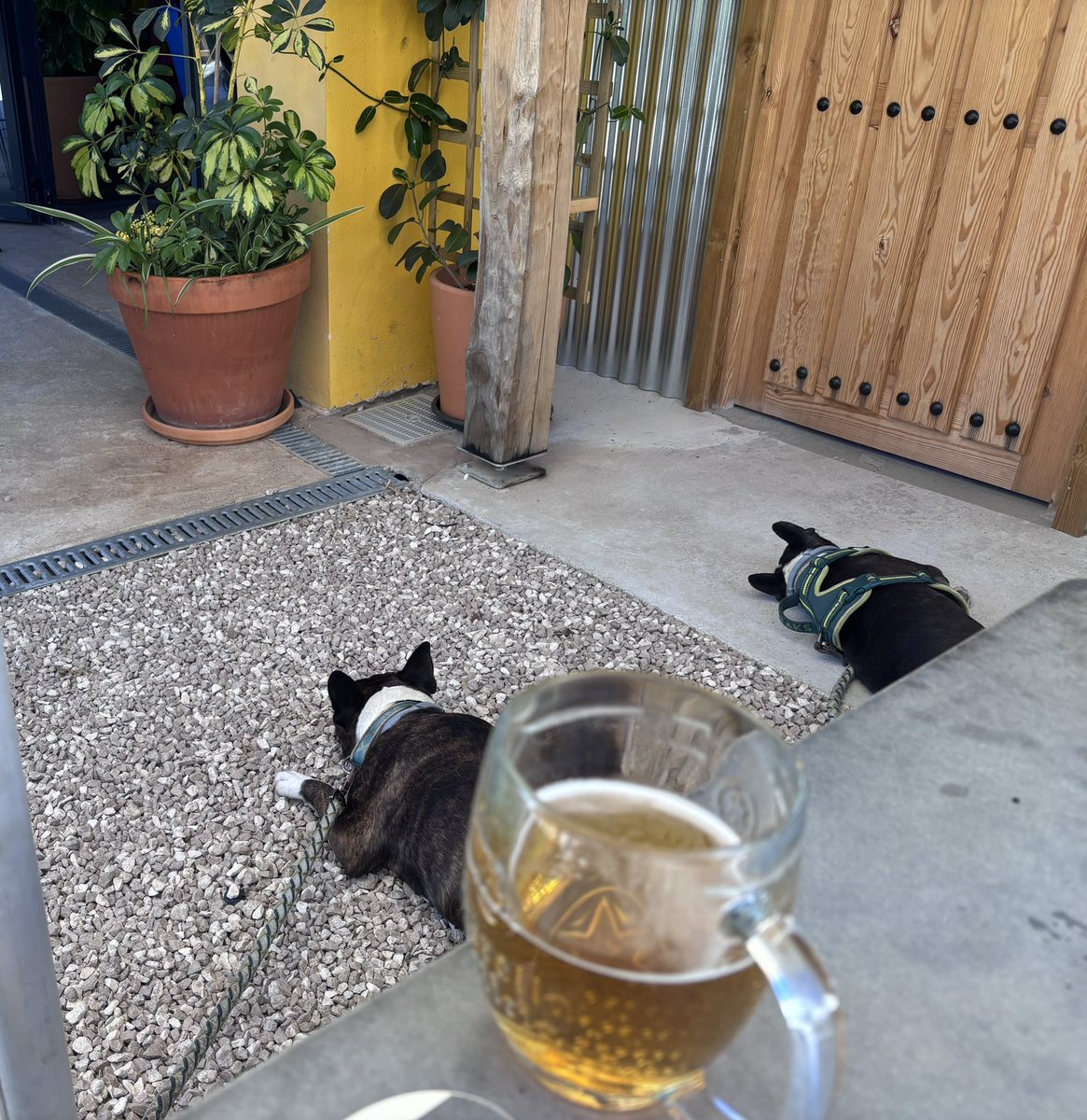 Markie2572's tweet photo. Headed to the local for a couple of cold beers #costablanca #bostonterriers #estrellagalicia https://t.co/s5KCmdsJ9Y