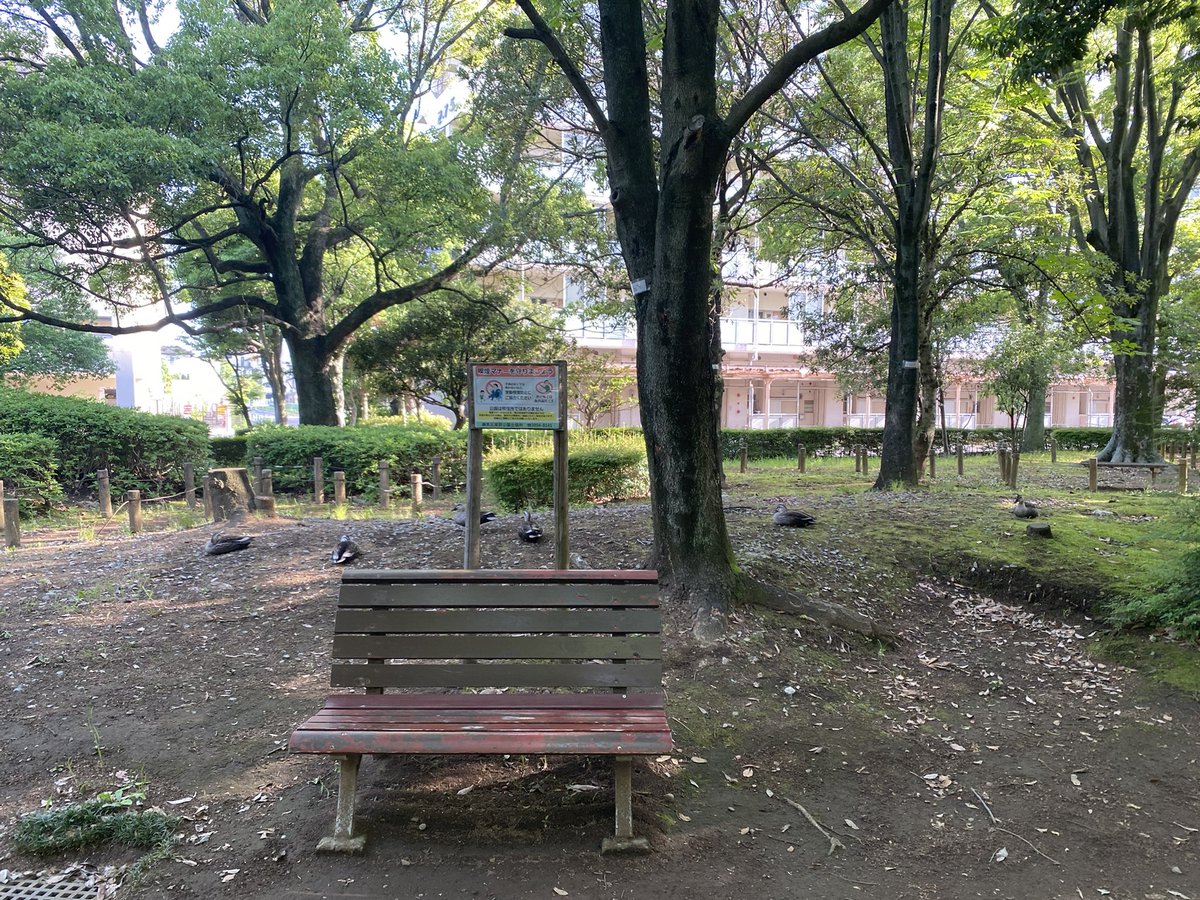 tenyu_'s tweet photo. 鴨たちとのんびり出来るベンチ😴 https://t.co/liscYBJbAU