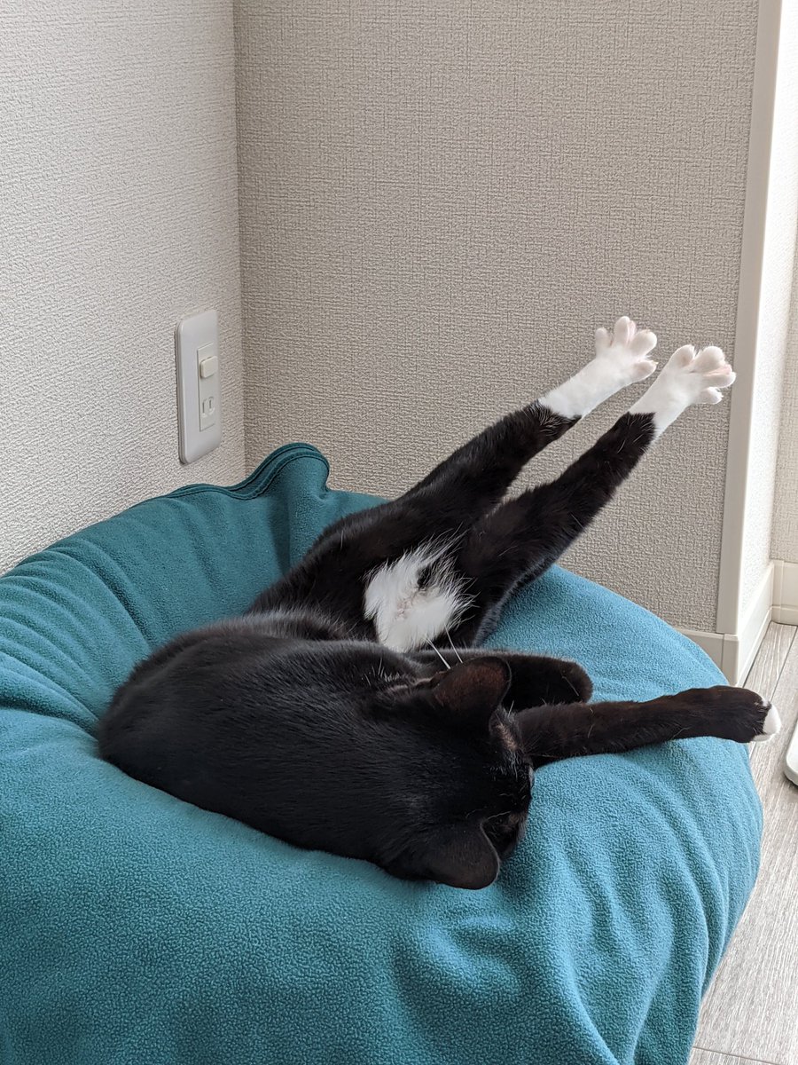 kobunagi's tweet photo. のび https://t.co/1zgAxmCIG6