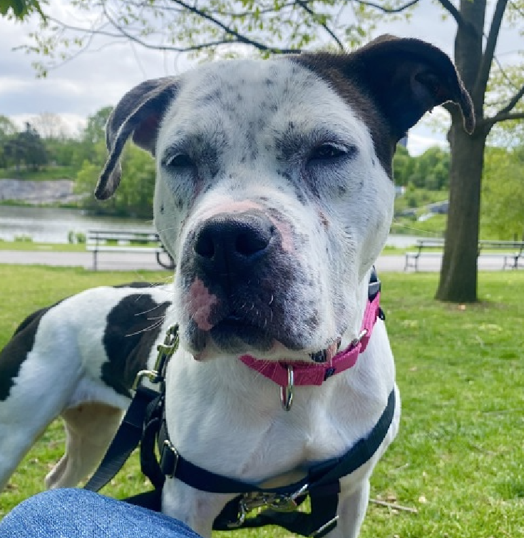 NMBewitched's tweet photo. Today, in Honor of Our Heroes
I want to share dogs who would be great companions for our Veterans, atypical adults or children
Ryder😍😇
https://t.co/Q0kwiaPSLH
#AdoptMe
Did you know you can Adopt from an #ACCFoster home? In fact it is a brilliant way to get a companion who has already decompressed from shelter life
Ryder is a clingy, lovely girl.
She is dog & kid friendly w/ proper intros
Would make a fabulous addition to any family but her superpower is devotion & loyalty to her person