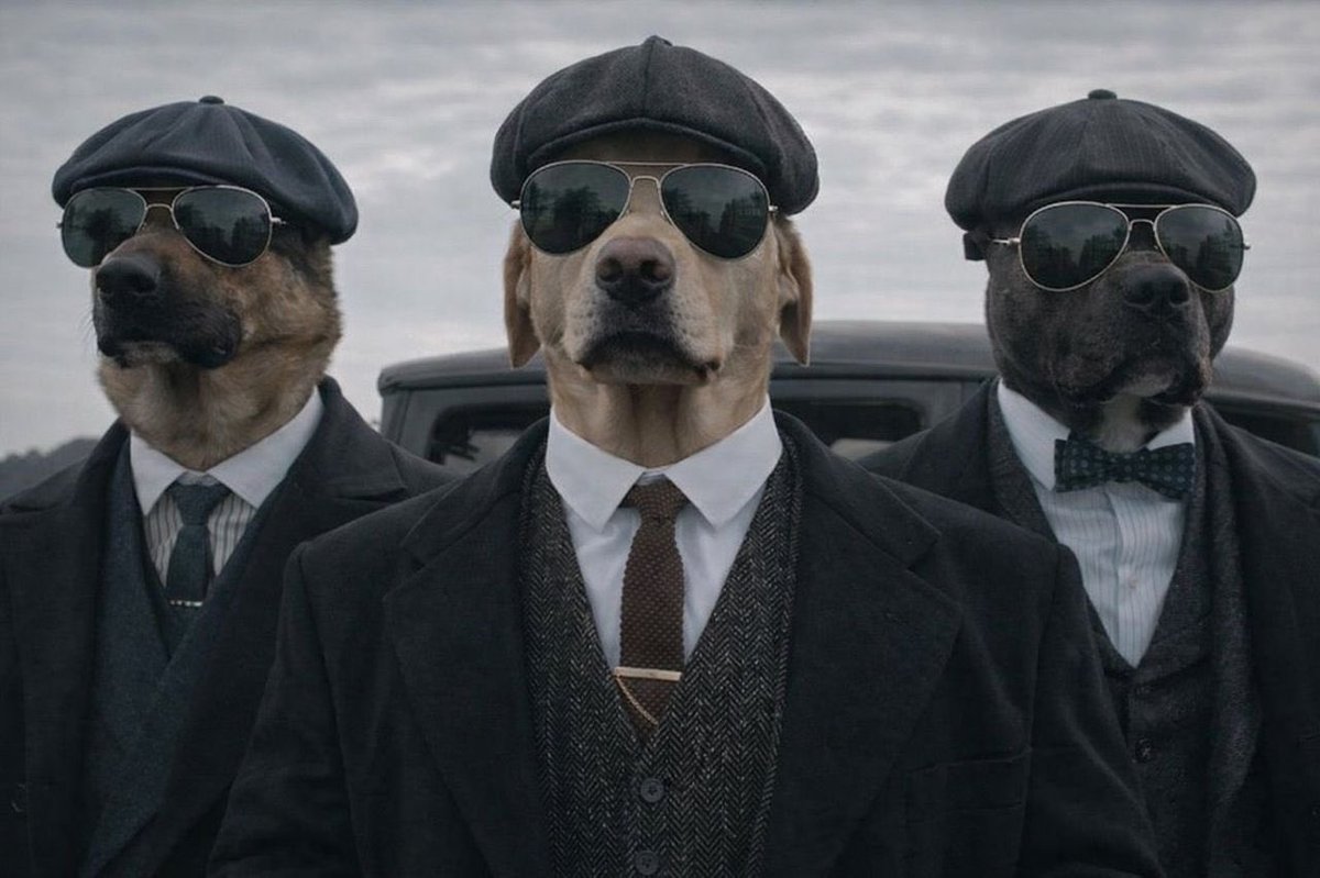 SylentHash ($DOG ARC) tweet media