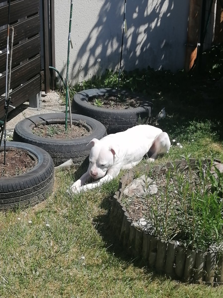 Chiens@Donner tweet media