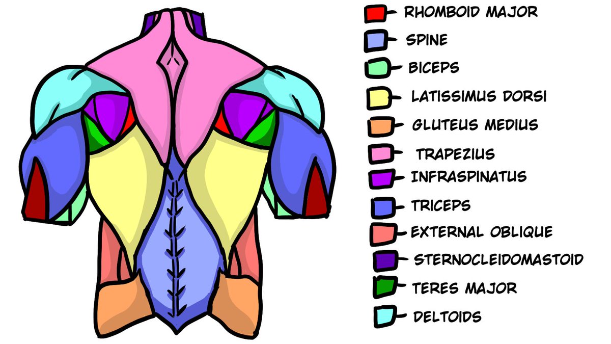 AnatomyArchive tweet media