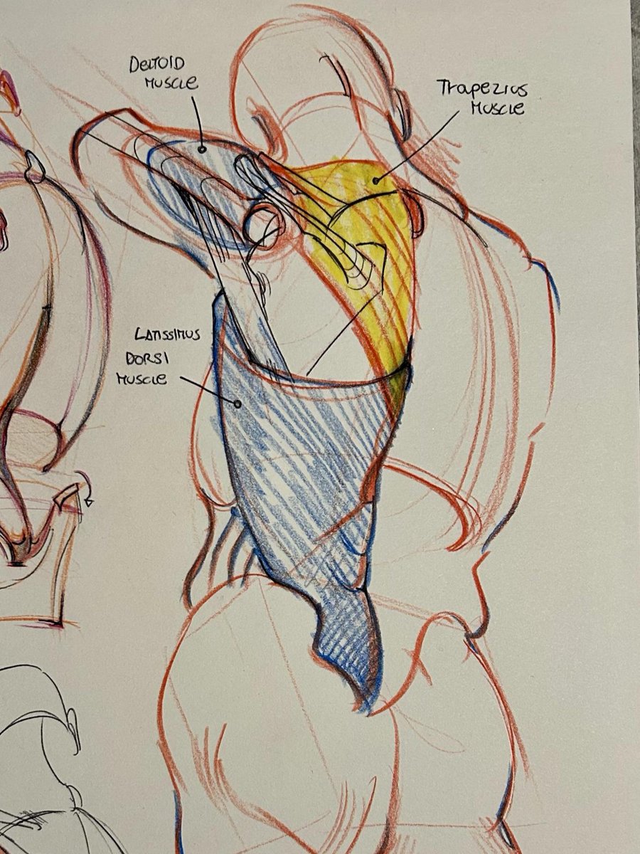 AnatomyArchive tweet media