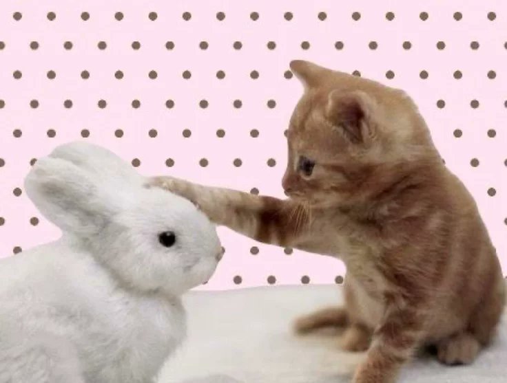 ʚ₍ᐢ. .ᐢ₎ɞ rina tweet media