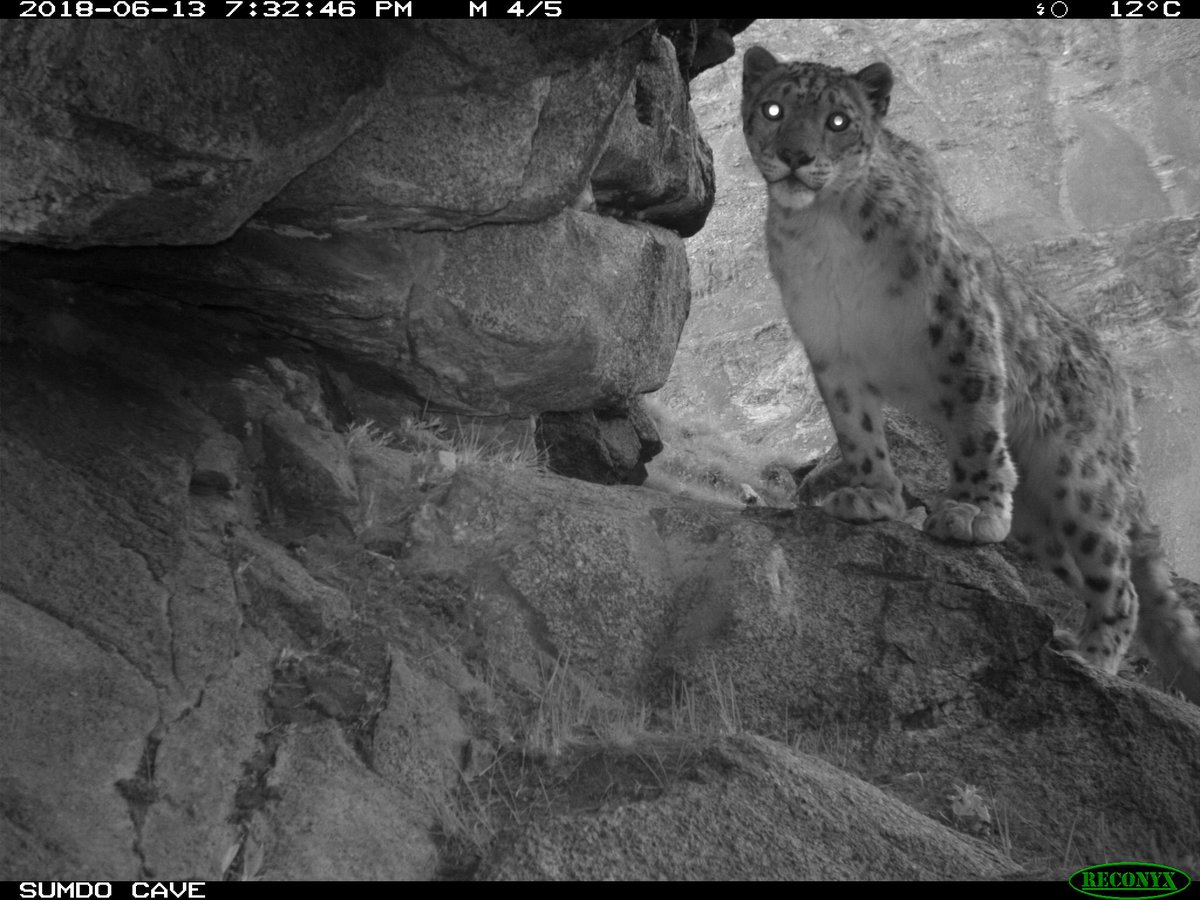 trailcam tweet media