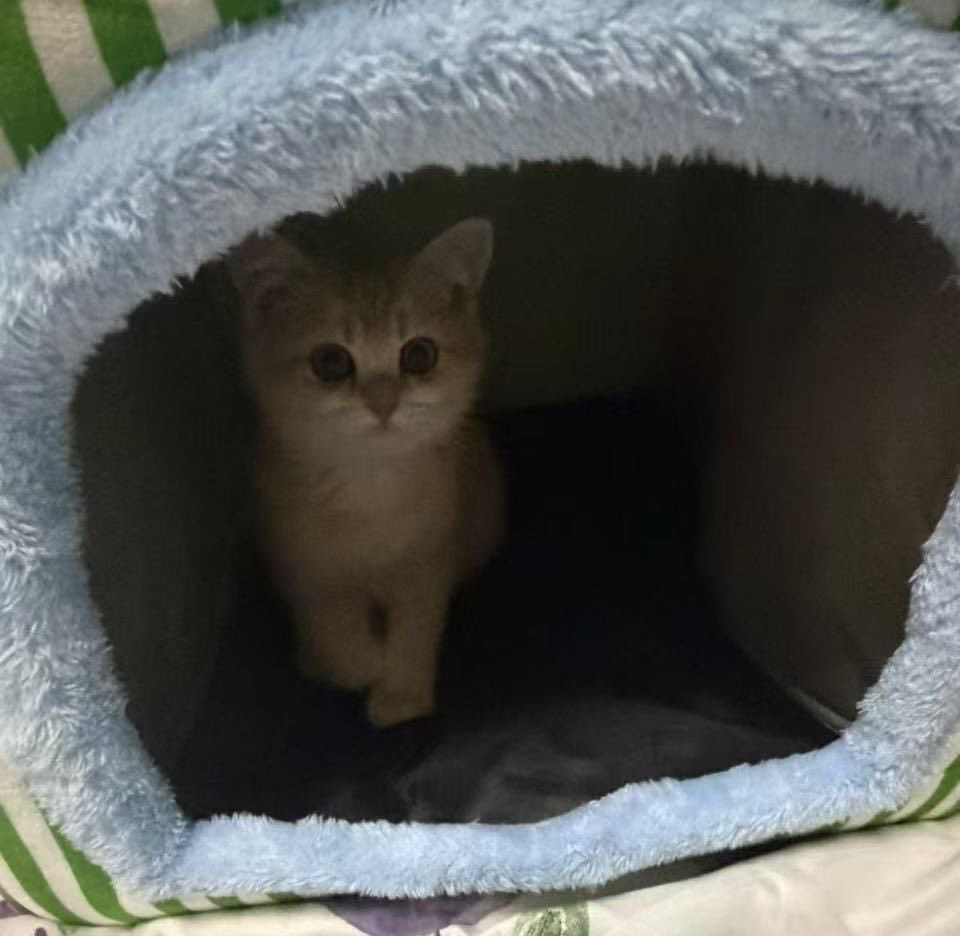 CryptoCat|猫姐🐈 tweet media