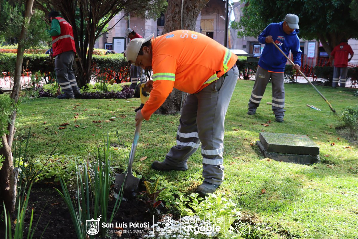 ServMpalSLP's tweet photo. Parques y Jardines continúa trabajando en #ElCorazónDeSanLuis, esta vez realizando labores de mantenimiento en Plaza de Armas, donde se llevaron a cabo trabajos de deshierbe, poda y recolección de excedentes para conservar este histórico espacio en óptimas condiciones. https://t.co/DGPr4zdwW0
