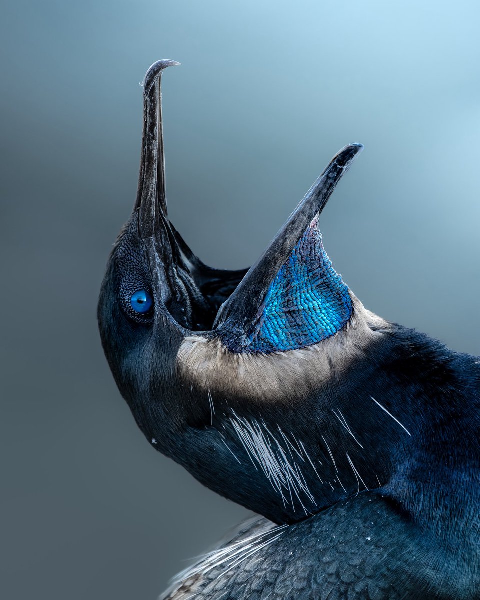 Sony | Alpha tweet media
