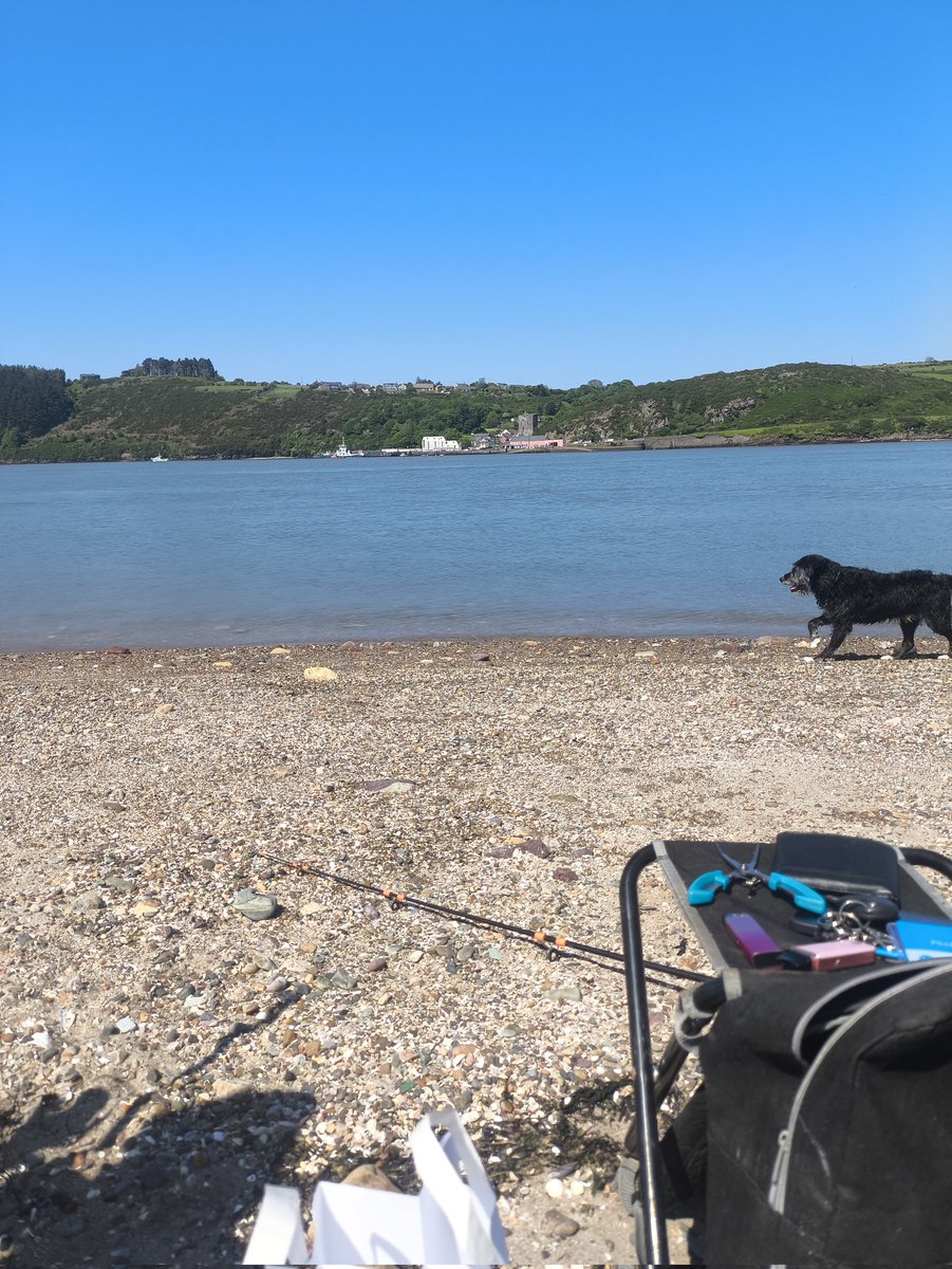 jack272025's tweet photo. Fishing with the doggos https://t.co/RnEjaSK4Ct