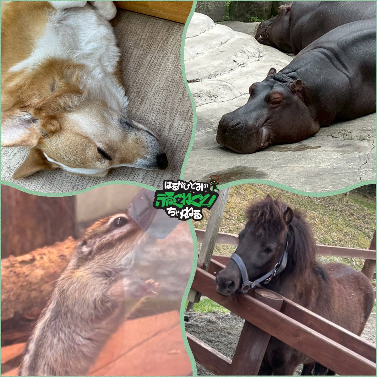 full_connect's tweet photo. 色々な動物たちと触れ合って、ひっとんはとても楽しそうでした！

#ひっとんのふるこねちゃん
#富士サファリパーク https://t.co/pjSPg9n1rG