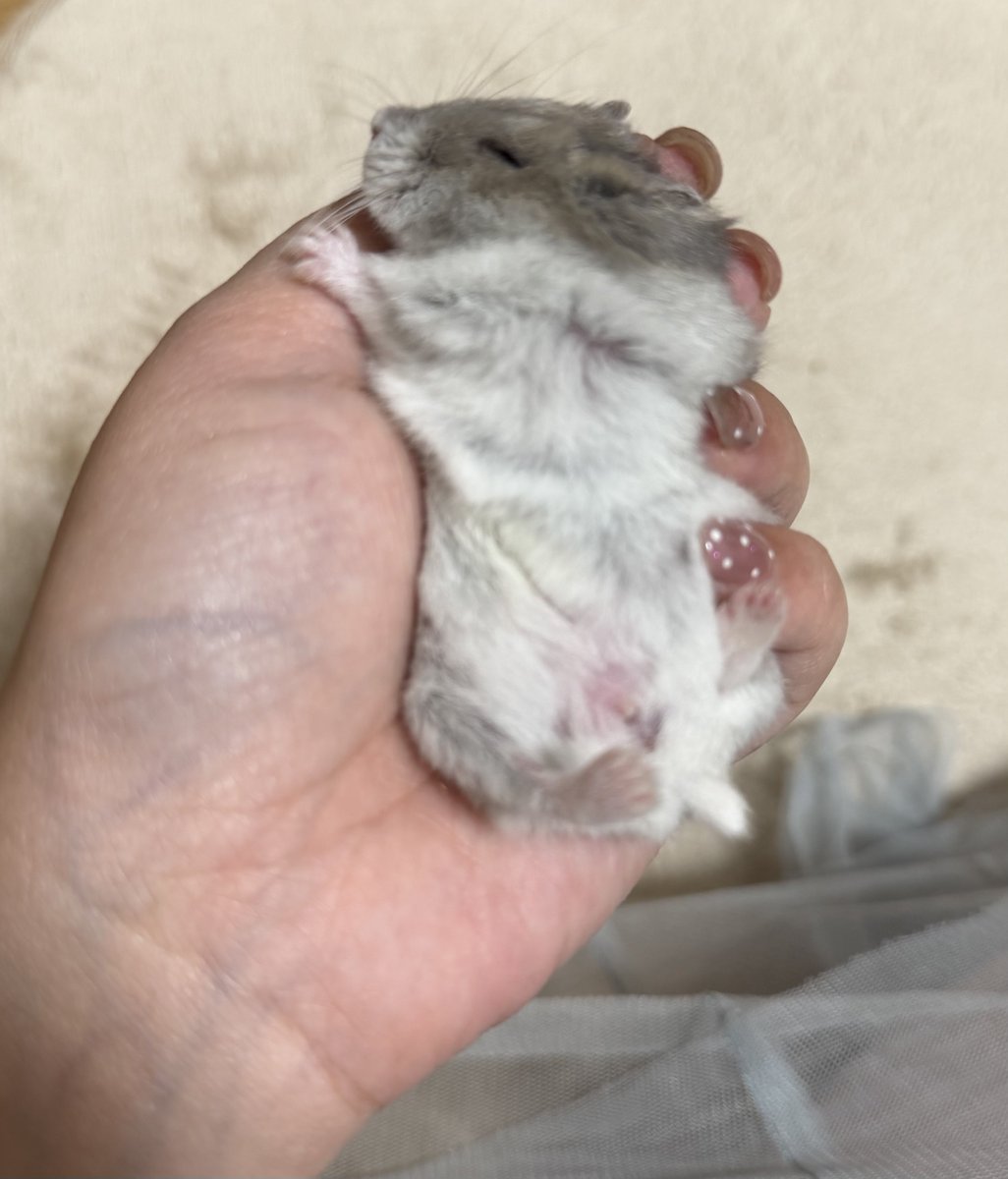 ハムっと🐹みなみ tweet media