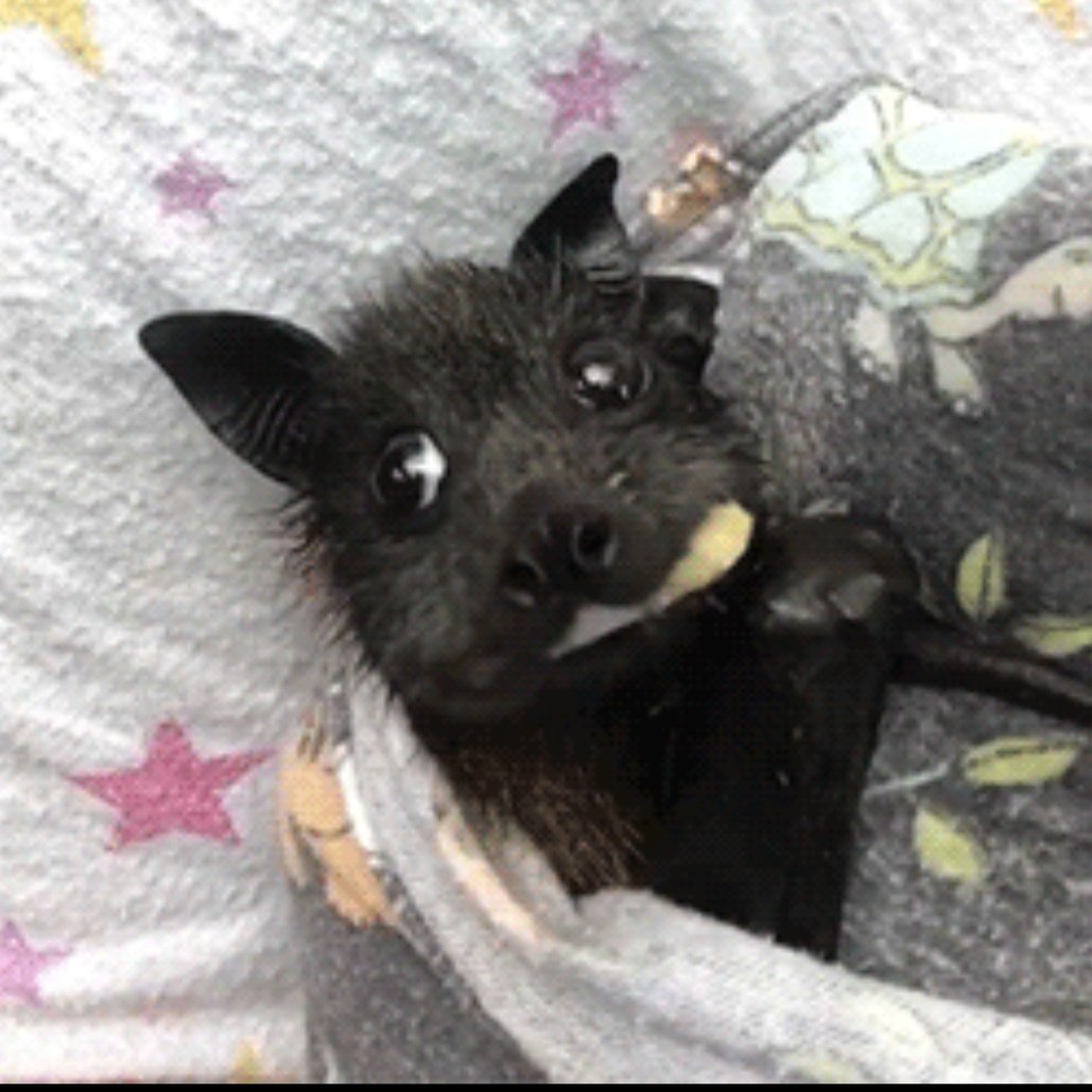 puppynow tweet media