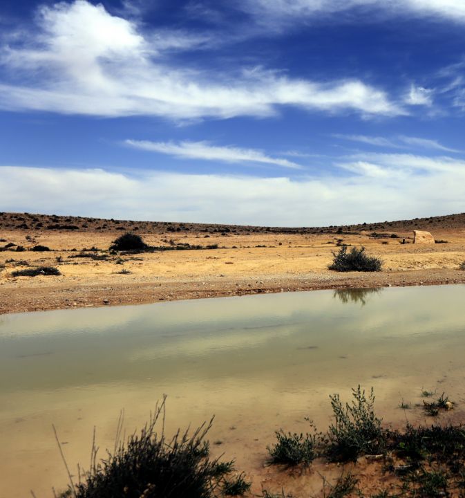 IOvchi's tweet photo. Art of the Day! "A desert after raining morning". Buy at: https://t.co/b4QSGtdDqs https://t.co/SYto84GsP3