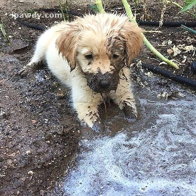 PupGirlBlair ^w^ 🏳️⚧️ tweet media