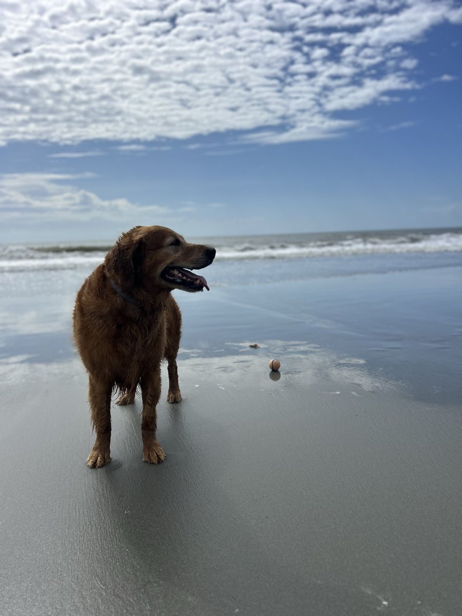 themarkdavidson's tweet photo. morning well spent chasing the ball 100x https://t.co/CDpXmQgfq8