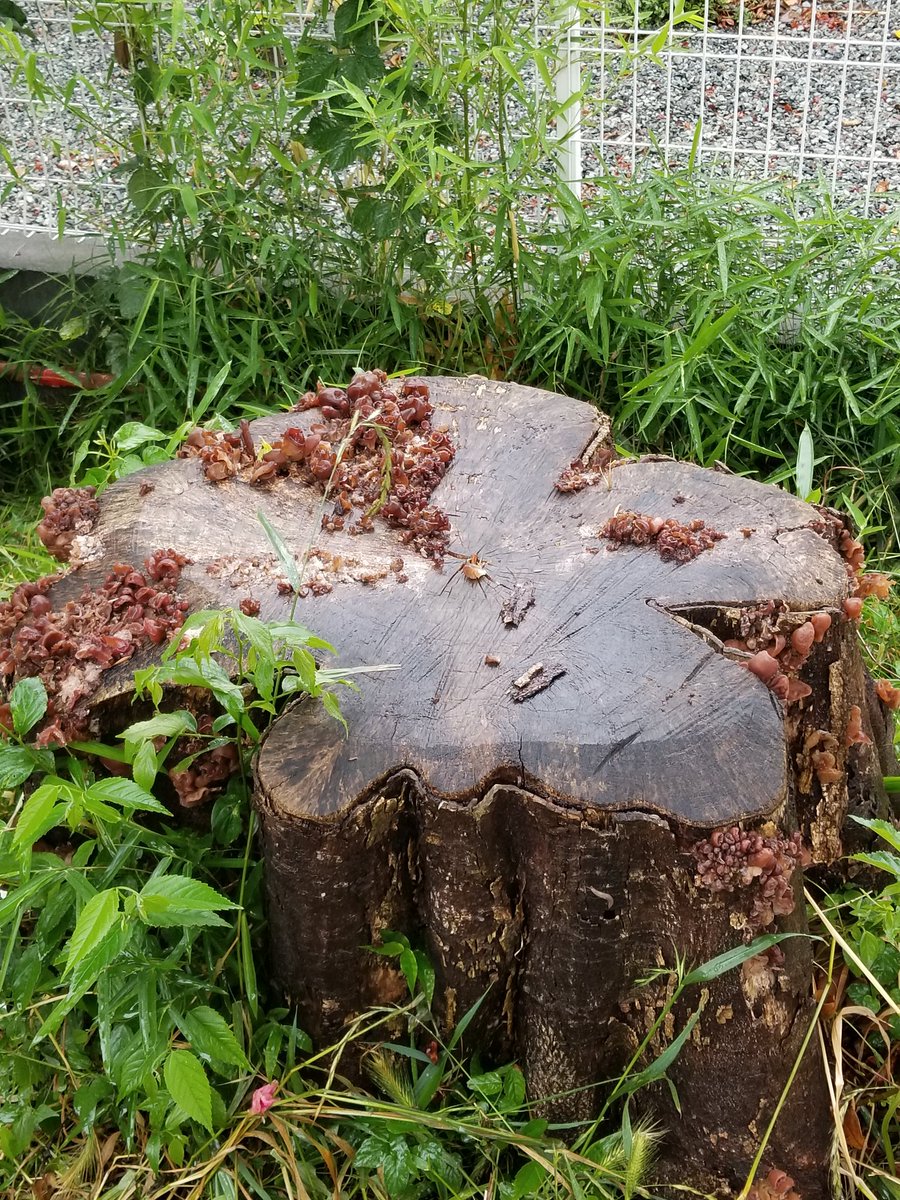 wakigeBOW's tweet photo. 切り株に生えてるこれはキクラゲなのだろうか
湿気がある早朝はプルンとしているが
夕方になるとだいだい干からびてる https://t.co/lnI5OMxf6l