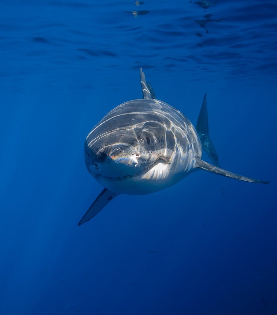 Shark tweet media