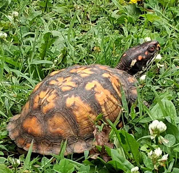 ThatChuck59's tweet photo. A turtle appeared in the yard. https://t.co/Yr8ymGOGh2