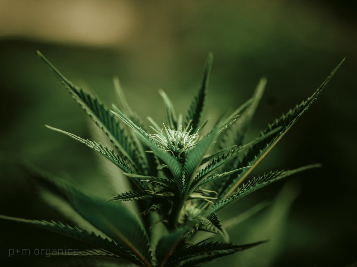 pmo_shots's tweet photo. GDP, Runtz, Blue Dream, oh my!  #ilgm #veterans #ptsd  #cannabis #hightimes https://t.co/zVanMOBysB