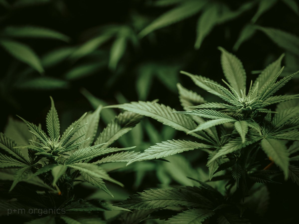 pmo_shots's tweet photo. GDP, Runtz, Blue Dream, oh my!  #ilgm #veterans #ptsd  #cannabis #hightimes https://t.co/zVanMOBysB