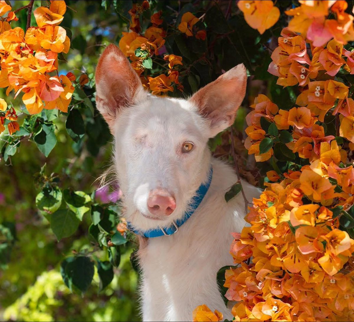 Galgos del Sol tweet media