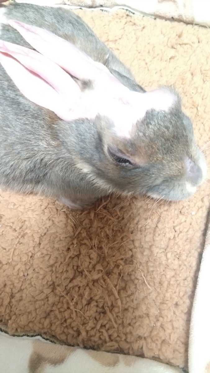 おやすみなさい🩷🐰 Good night🩷🐰 Boa noite🩷🐰 ＃うさぎ ＃Rabbit