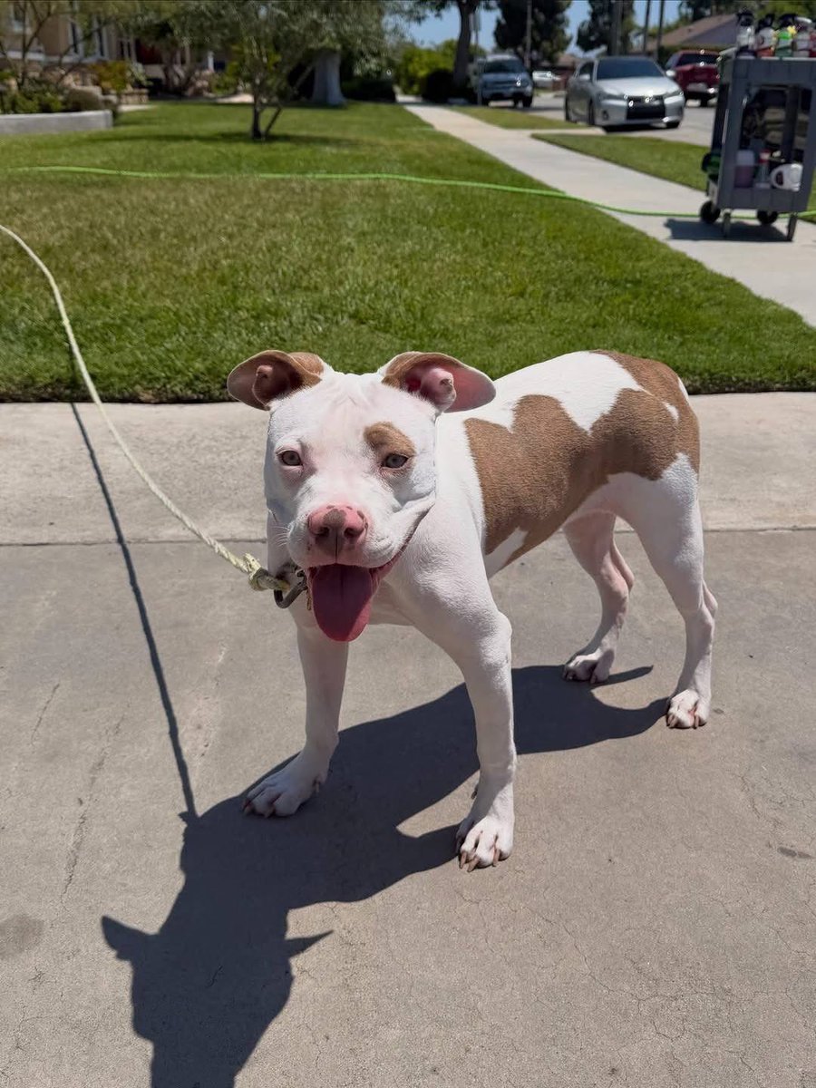 universalpitbul tweet picture