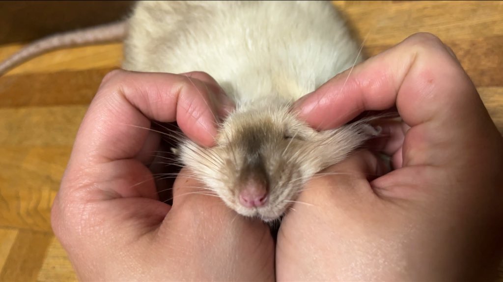 村上ラット🐀🐁 tweet media