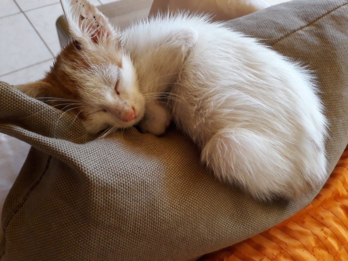 Reginas Tierrettung Preveza Griechenland 🐱 tweet media