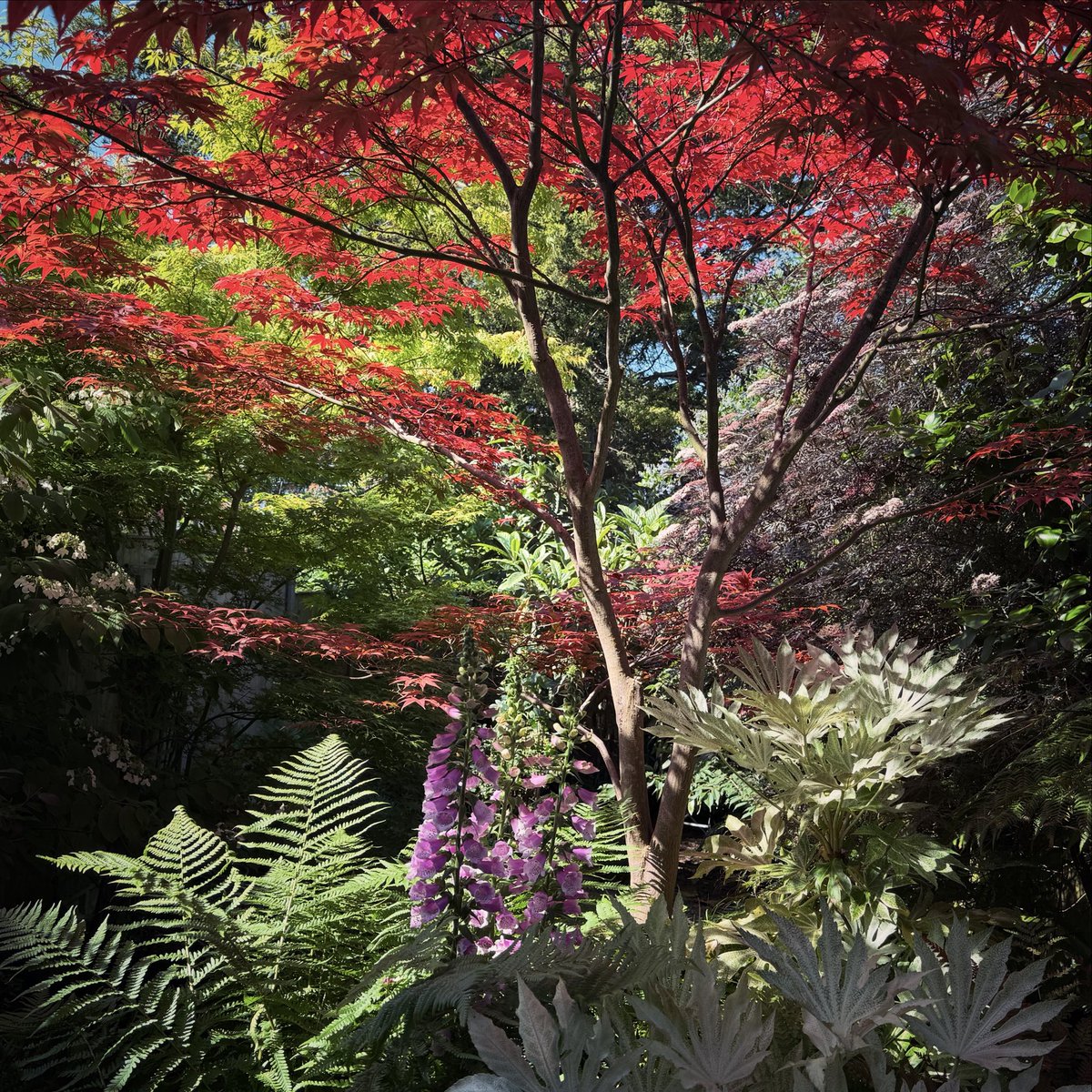 JeffOvers's tweet photo. Shady corner on the hottest day #garden https://t.co/xNNetKaSEd