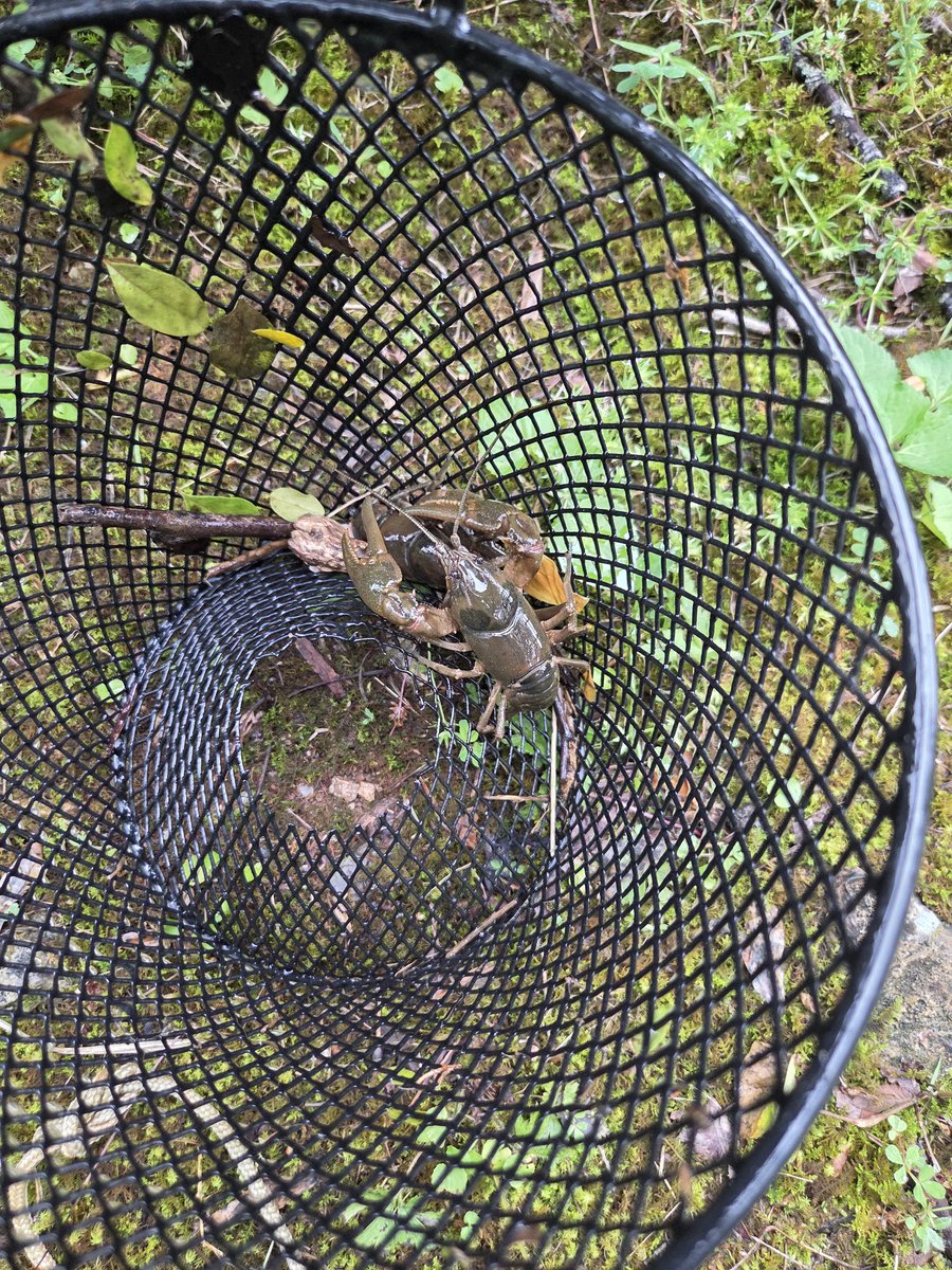 Mcmole2's tweet photo. Deployed a crayfish trap overnight nearby, still a couple left in the trap before I collected it. They ate up all the bait and were in the process of getting out of there. Will have to see how many I can get next time. https://t.co/nuubqmaBOD