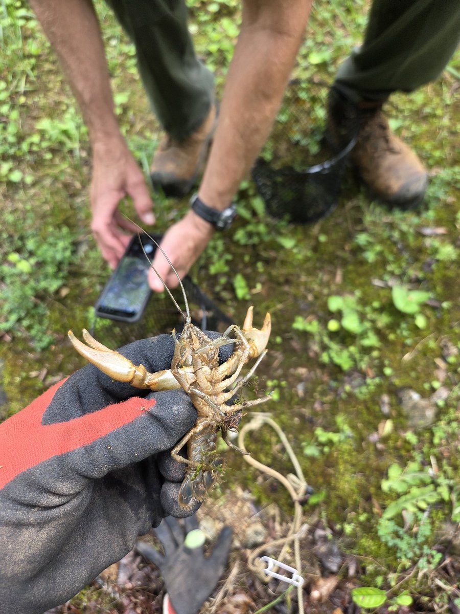Mcmole2's tweet photo. Deployed a crayfish trap overnight nearby, still a couple left in the trap before I collected it. They ate up all the bait and were in the process of getting out of there. Will have to see how many I can get next time. https://t.co/nuubqmaBOD