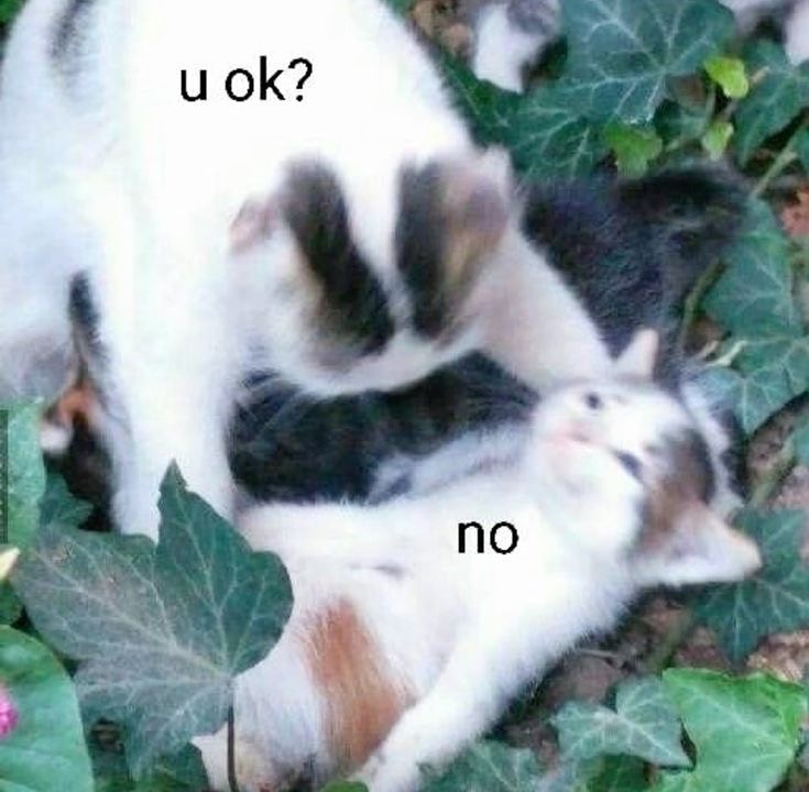 Punch Cat tweet media