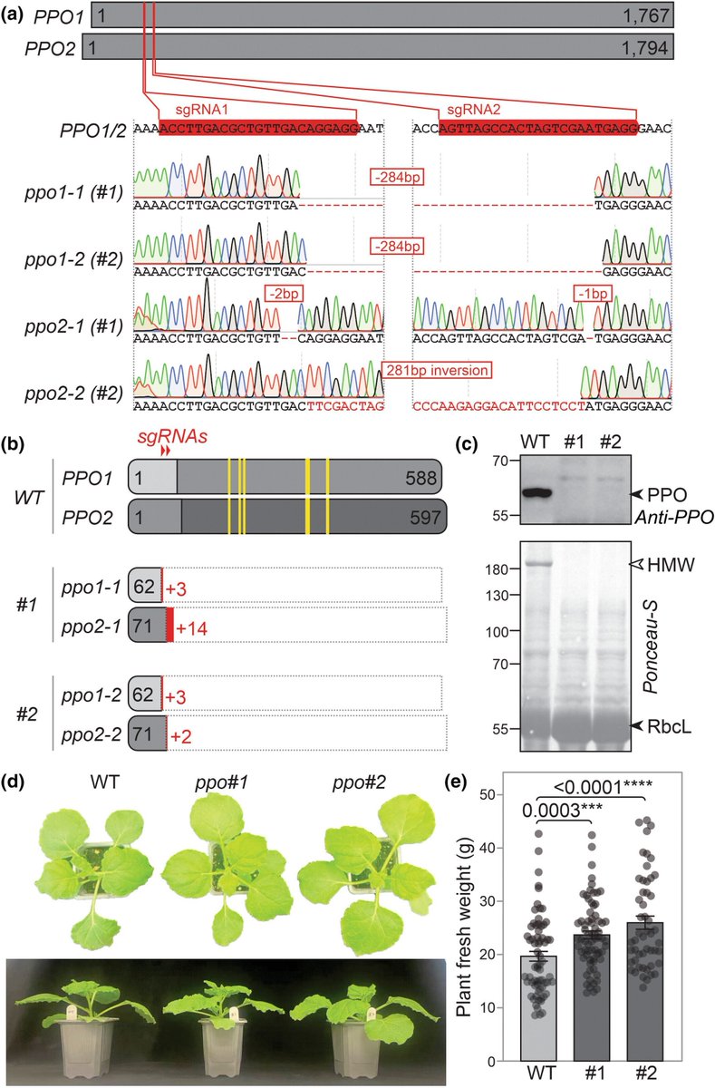 New Phytologist tweet media