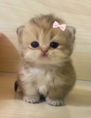 มอนอ ♡ .ᐟ ⊹ ࣪ ˖ tweet media
